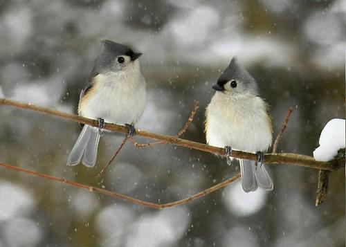 Winter Snow, | Birds, photosbilder